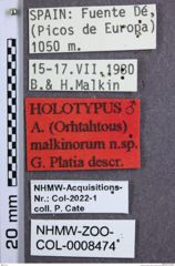 Etiketten zu Athous malkinorum (Platia, 2006) (NHMW-ZOO-COL-0008474)